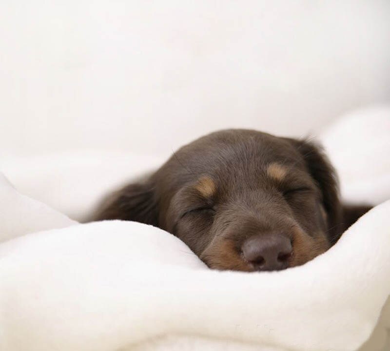 Luxury Comfortable Pet Sofa Luxury Comfortable Pet Sofa