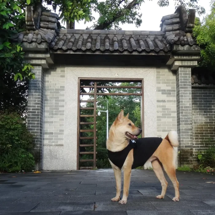 Camisa de seguridad para perros, disfraz de guardia para cachorros, camiseta de algodón, ropa de verano para perros grandes, medianos y pequeños, pastor alemán.