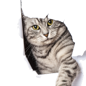 Cama de túnel para gatos con Base antideslizante cálida