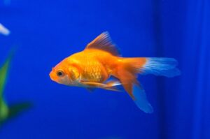 Cama de túnel para gatos con Base antideslizante cálida